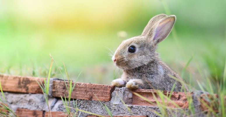Króliczek na kawałku starego muru na tle trawy