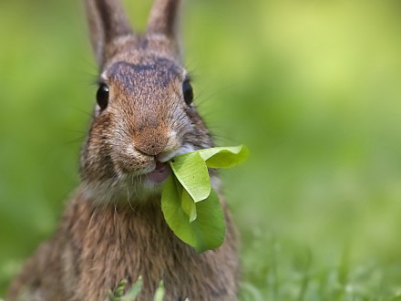 Radosnych Świąt Wielkanocy!