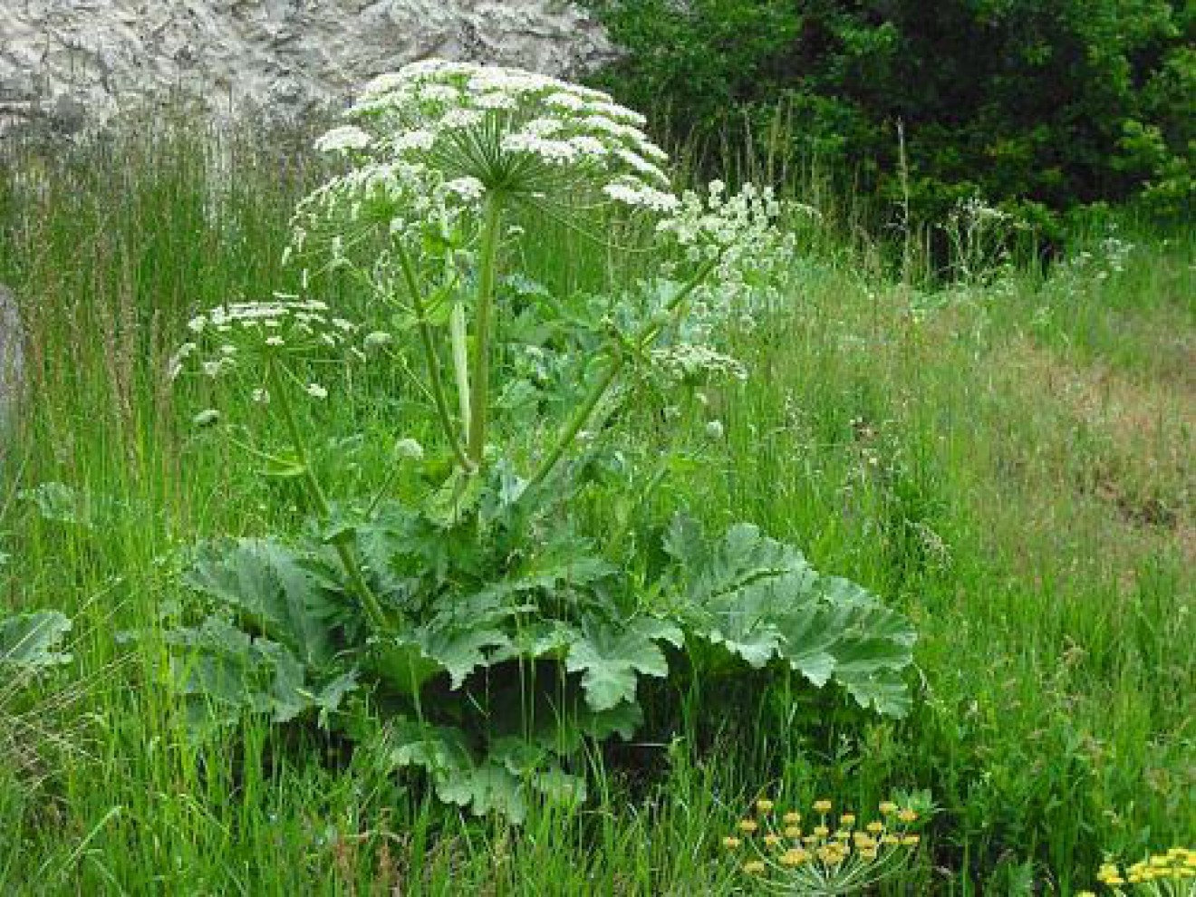 Barszcz Sosnowskiego – czy ten problem nas dotyczy?