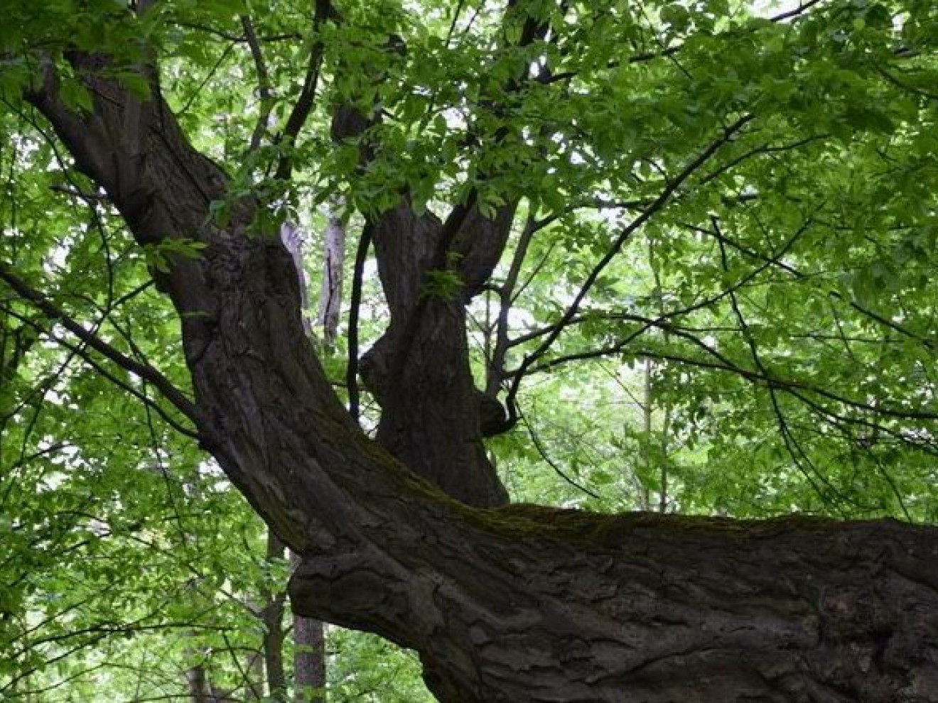 Głosujcie na siedleckie drzewo!