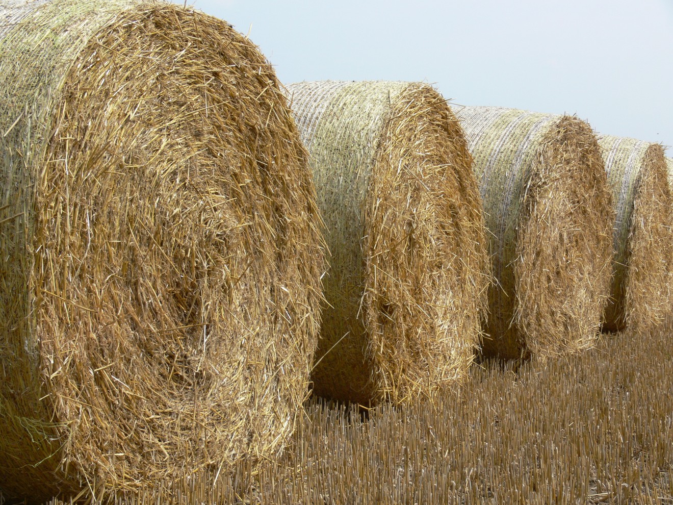 Rozwój biopaliw w Polsce