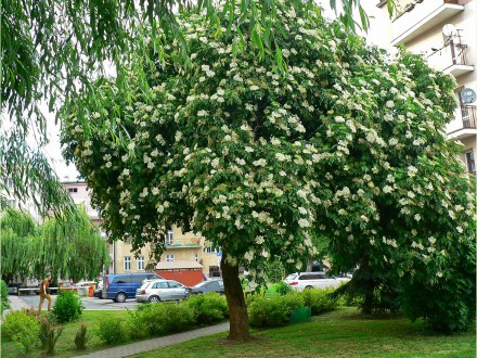 Zagłosuj na polski cud natury!