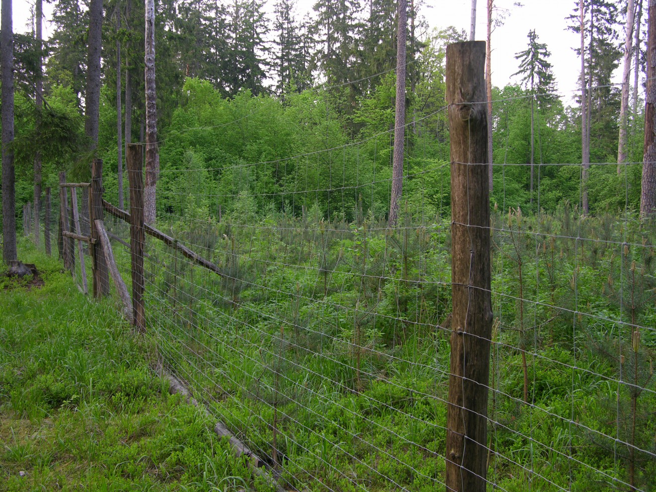 O Puszczy Białowieskiej - Spotkanie dyskusyjne w Siedlcach