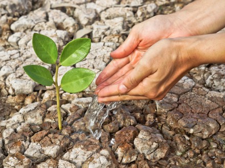 Jak zmiana klimatu wpływa na bezpieczeństwo żywnościowe?